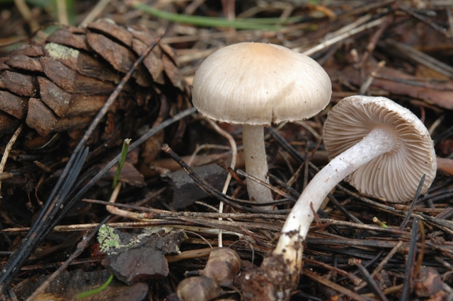 Quattro specie malandate del rimboschimento a pini.